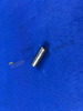 ZF 4BP230 دبوس أسطواني 0631 306 074